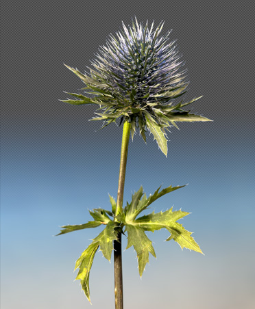Close-up photo of a thistle flower