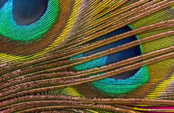 Close-up photo of colourful peacock feathers